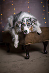 lying Australian Shepherd