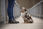 Australian Shepherd Puppy