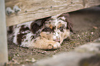 Australian Shepherd Puppy