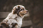 Australian Shepherd Puppy