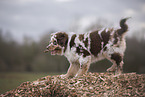 Australian Shepherd Puppy