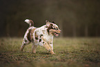 Australian Shepherd Puppy