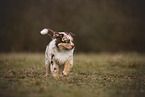 Australian Shepherd Puppy