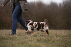 Australian Shepherd Puppy