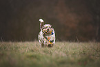 Australian Shepherd Puppy