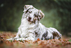 Australian Shepherd