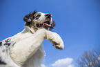 young Australian Shepherd