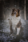 Australian Shepherd in winter