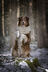 Australian Shepherd in winter