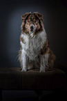 sitting Australian Shepherd