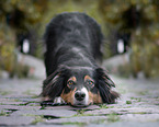 Australian Shepherd