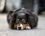 lying Australian Shepherd