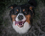 Australian Shepherd Portrait