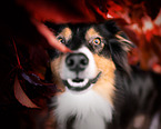 Australian Shepherd Portrait