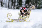 Australian Shepherd in winter