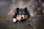Australian Shepherd