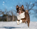 Australian Shepherd in winter