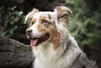 Australian Shepherd
