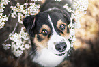 Australian Shepherd