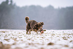 Australian Shepherd