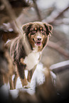 Australian Shepherd