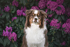 Australian Shepherd