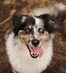 Australian Shepherd