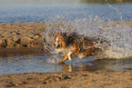 running Australian Shepherd