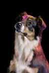 female Australian Shepherd