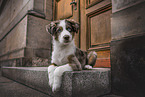 young Australian Shepherd