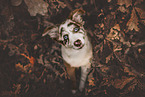 young Australian Shepherd