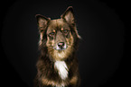 Australian Shepherd in studio