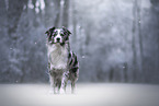 female Australian Shepherd