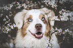 male Australian Shepherd