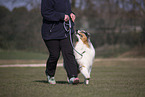 Australian Shepherd at training