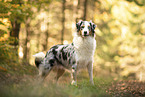 adult Australian Shepherd