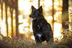 adult Australian Shepherd