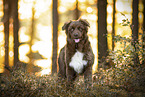 adult Australian Shepherd