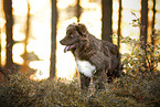 adult Australian Shepherd