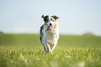 adult Australian Shepherd