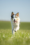 adult Australian Shepherd