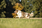 adult Australian Shepherd