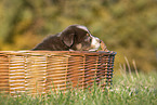 Australian Shepherd Puppy