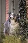 adult Australian Shepherd