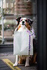 female Australian Shepherd
