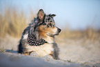 adult Australian Shepherd