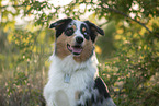 adult Australian Shepherd