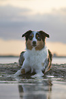 adult Australian Shepherd