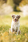 young Australian Shepherd