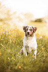young Australian Shepherd